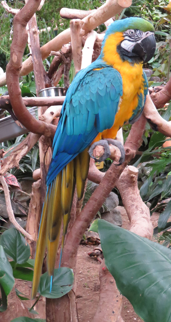 blueandyellow parrot