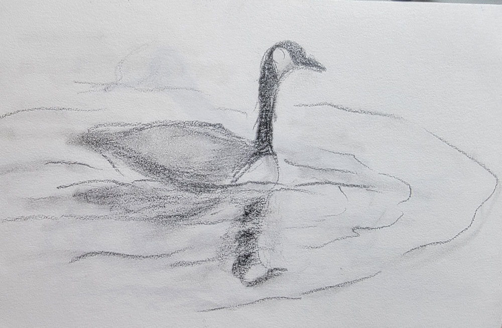 canadian goose sketch