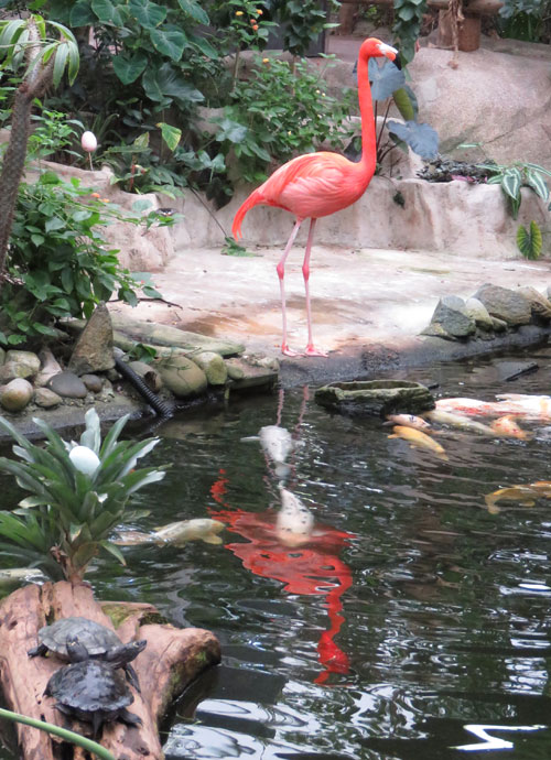 flamingo